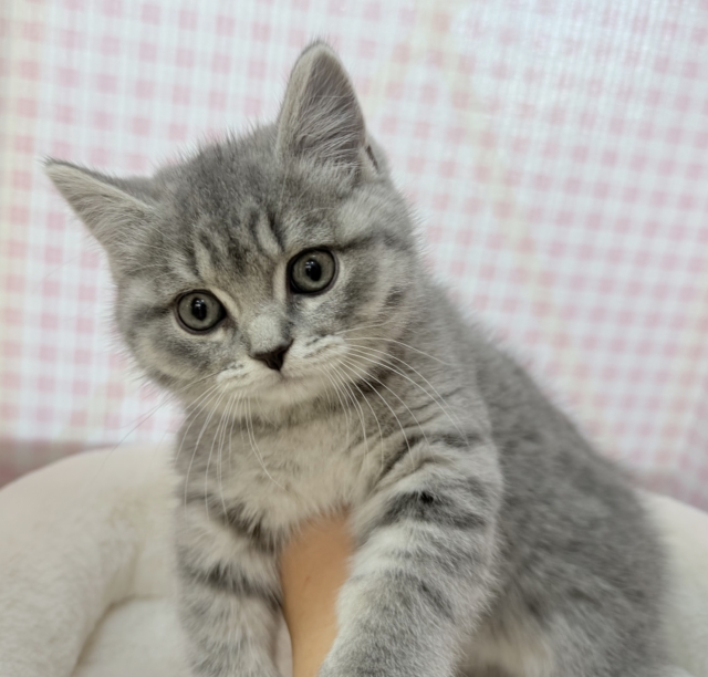 スコティッシュフォールド