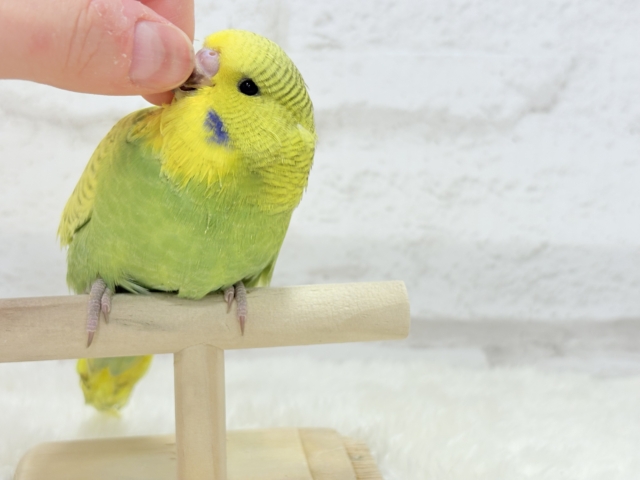 ジャンボセキセイインコ