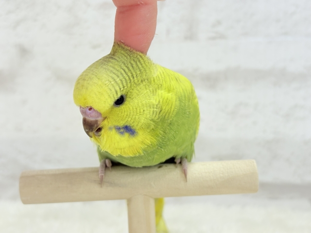 ジャンボセキセイインコ