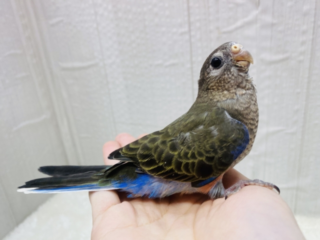 アキクサインコ（秋草インコ）