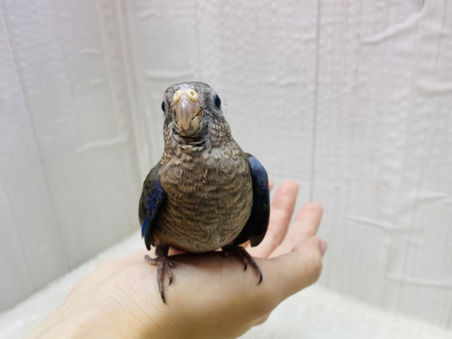 アキクサインコ（秋草インコ）