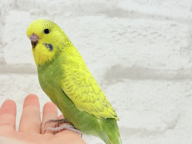 ジャンボセキセイインコ