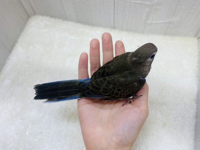 最新画像有ります‼️隠れたブルー、ピンクがとっても素敵💓階段上手なアキクサインコがやってきました👏 アキクサインコ(秋草インコ)