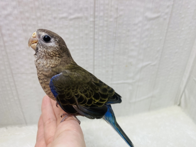 アキクサインコ（秋草インコ）