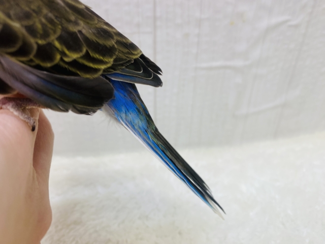 アキクサインコ（秋草インコ）