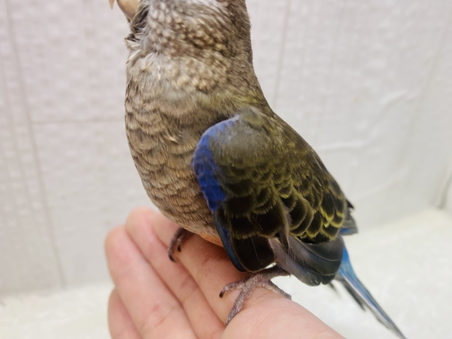 アキクサインコ（秋草インコ）