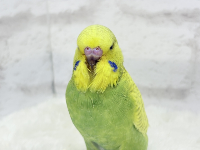 ジャンボセキセイインコ
