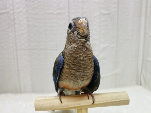 アキクサインコ（秋草インコ）