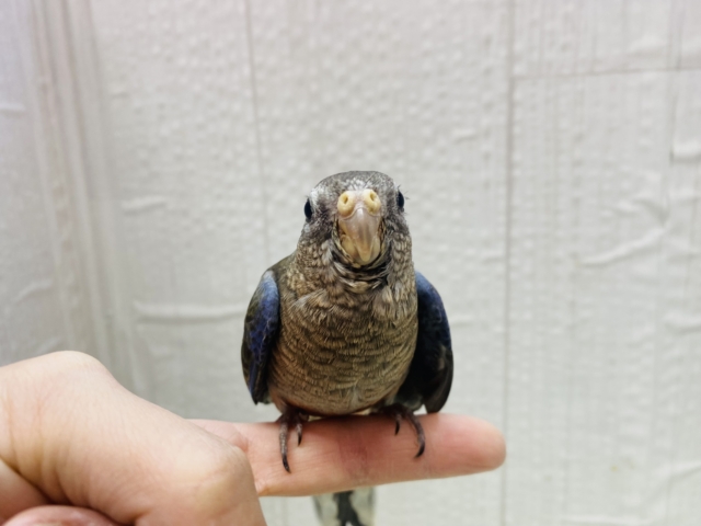 アキクサインコ（秋草インコ）