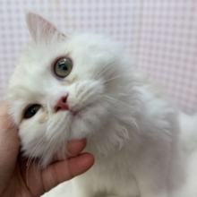 最新📷きゅんきゅんさせちゃう！ラガマフィンくん