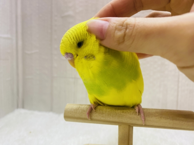 ジャンボセキセイインコ