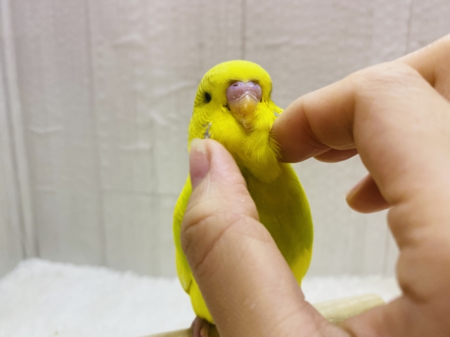 ジャンボセキセイインコ