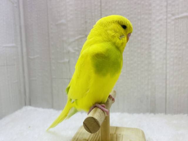 ジャンボセキセイインコ