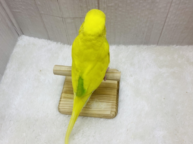 ジャンボセキセイインコ
