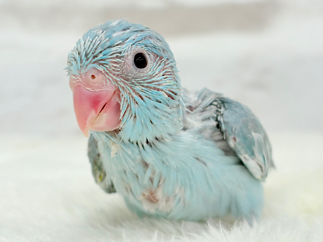 あたまに雪が舞い降りた🐣❄️マメルリハ(ブルーパイド)女の子 ヒナ