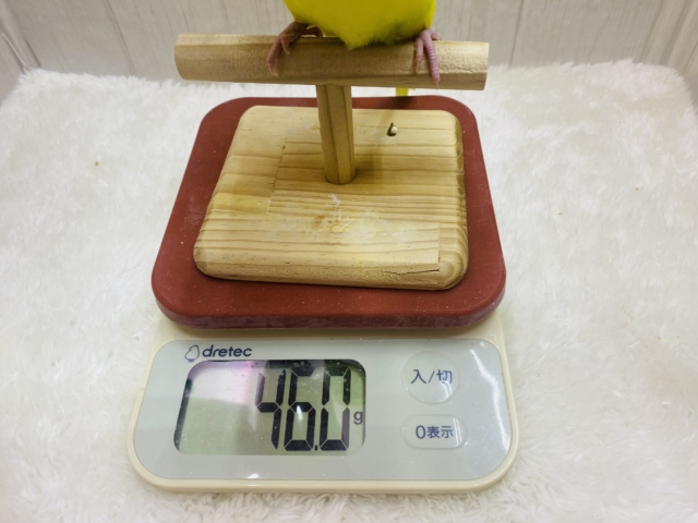 ジャンボセキセイインコ