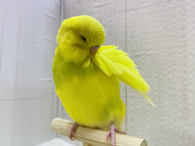ジャンボセキセイインコ