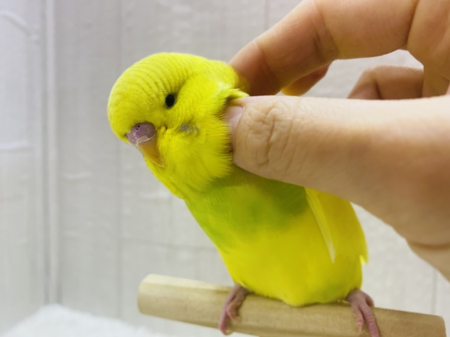 ジャンボセキセイインコ