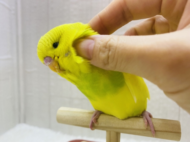 みんなで一緒にもふりましょ〜💛💛大きさ勝負は負けられない👊ジャンボセキセイインコ‼️