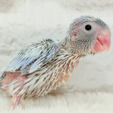 2頭身の愛され怪獣🦕🐾💙マメルリハ(アメリカンホワイト) 男の子 ヒナ