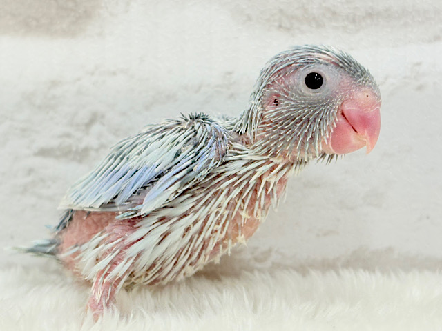 2頭身の愛され怪獣🦕🐾💙マメルリハ(アメリカンホワイト) 男の子 ヒナ