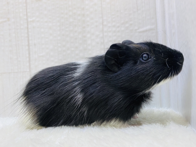 イングリッシュモルモット