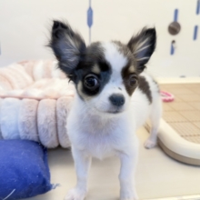 更新📷牛さんのような模様のチワワちゃん！