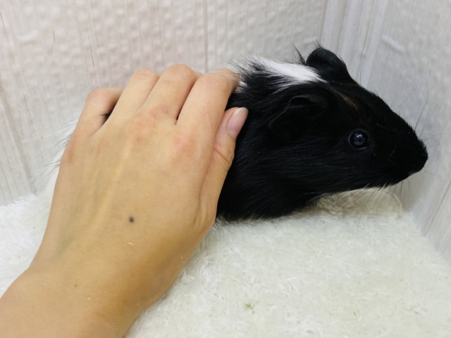 イングリッシュモルモット