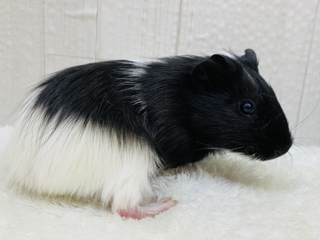 イングリッシュモルモット