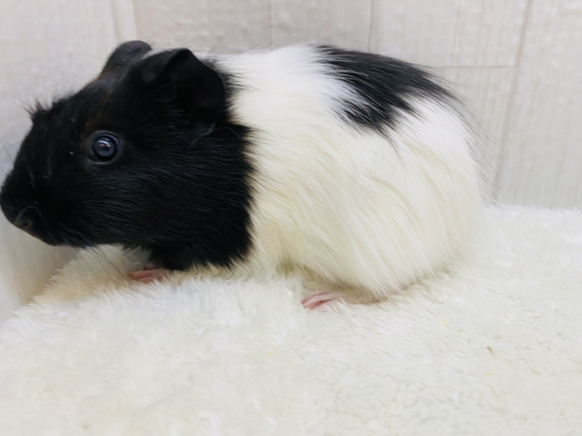 イングリッシュモルモット