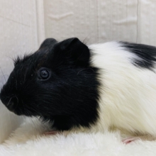 実は茶色も入ってるんです🤎イケメンなイングリッシュモルモット🕶️⚡️