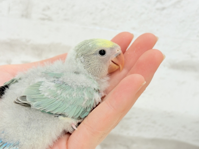 コザクラインコ（小桜インコ）