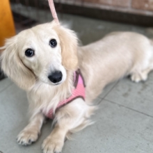 心を開くとすぐお腹を見せちゃう💛ミニチュアダックスフンド（イエロー）2024年11月19日生まれ　男の子