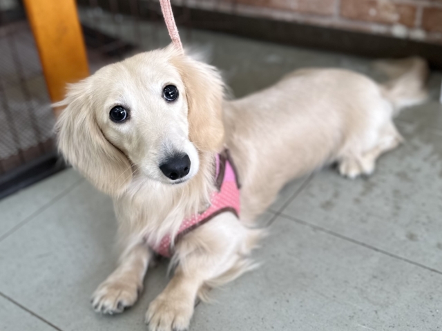 心を開くとすぐお腹を見せちゃう💛ミニチュアダックスフンド（イエロー）2024年11月19日生まれ　男の子