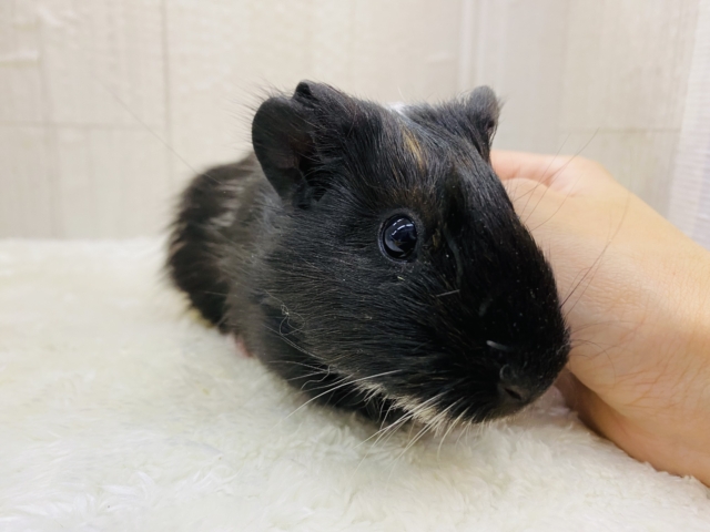 イングリッシュモルモット