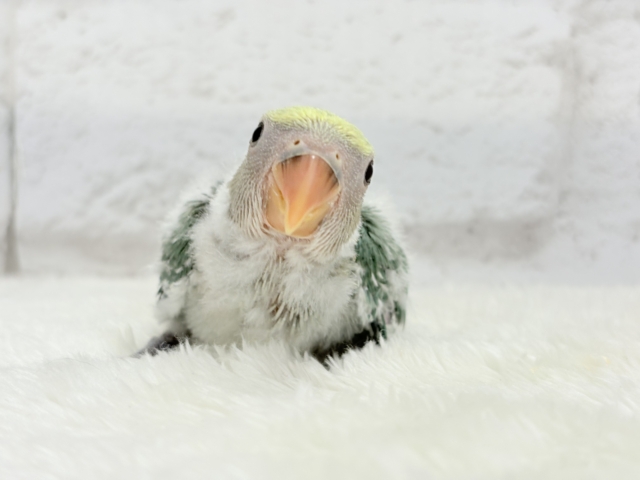 コザクラインコ（小桜インコ）