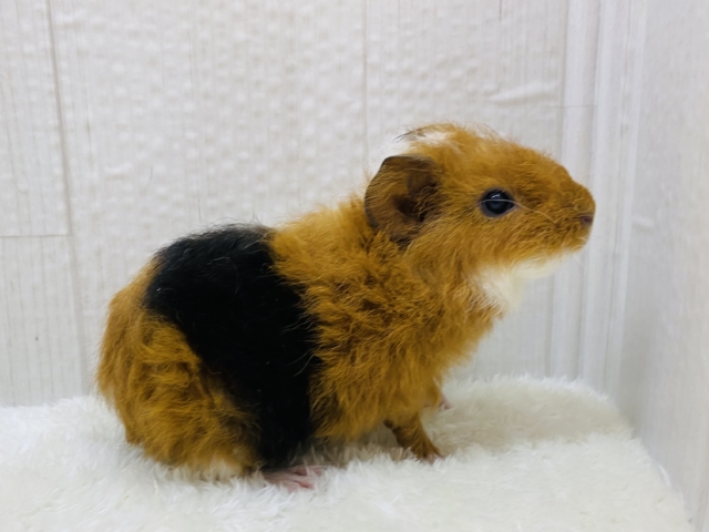 テディモルモット