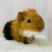 ﾓｺﾓｺｯ🧡小さな羊さん🐏⸒⸒テディモルモットがやって来ました🙌✨