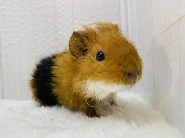 ﾓｺﾓｺｯ🧡小さな羊さん🐏⸒⸒テディモルモットがやって来ました🙌✨