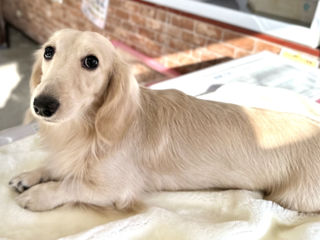 ミニチュアダックス