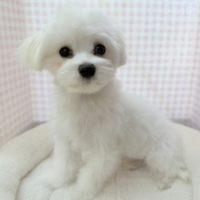 最新📷天真爛漫！マルチーズくん！