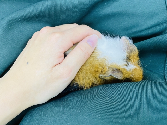 テディモルモット