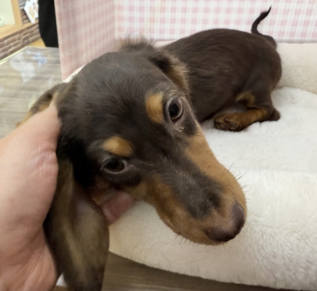 カニンヘンダックス