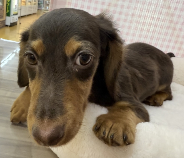 カニンヘンダックス