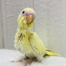 なめらか〜なプリンちゃん🍮💛セキセイインコのクリーム系！！