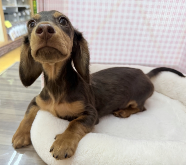 カニンヘンダックス