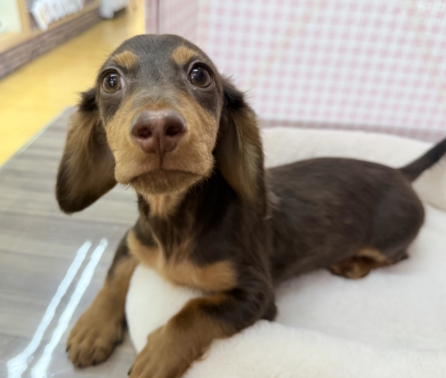 カニンヘンダックス