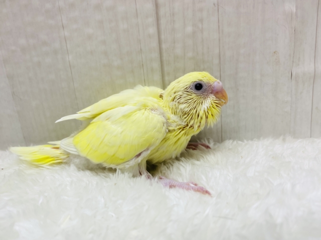 セキセイインコ