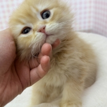 最新画像！なにこの可愛さ😍ミヌエットくん！