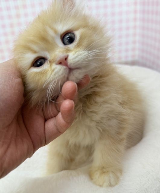 最新画像！なにこの可愛さ😍ミヌエットくん！